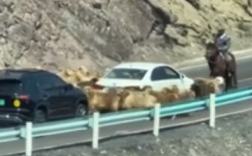 假期堵车源头:羊群围着车转圈 牧羊大哥看懵了！