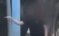 台湾老伯喂狗吃巧克力 狗主人报警 将移请高雄市动保处裁罚！