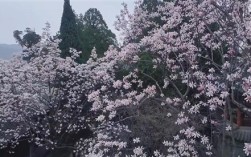 全国唯一的400多岁古旱莲开花：有花无叶！