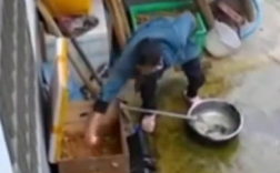 家中无人邻居疑似上门偷鸡偷蛋 去年拿走过几次蛋！