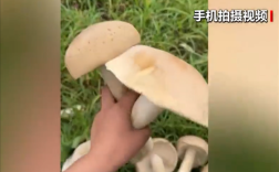广西发现巨型蘑菇需4人才可抬起 医生：不建议食用!