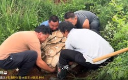 云南现80公斤巨无霸“菌王”：4名壮汉才能搬得动！