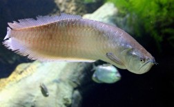 3条活体金龙鱼坐保姆车出境被查获：被装入充气注水袋中！