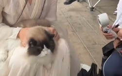 因天气太热猫猫罢工引全剧组哄它 为其吹风、喂水！