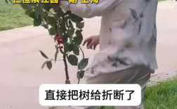 物业回应小区有人采摘景观樱桃:观赏樱桃不可食用!