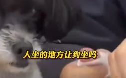 男子吃饭时把狗放座椅上 顾客发声：这是公共场所！