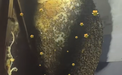 山东一村民家中惊现1米超大蜂窝：“火攻”彻底铲除！