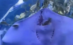 海洋馆回应魔鬼鱼上班吃同事 具体怎么回事？