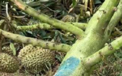 台风蝴蝶致三亚榴莲掉满地 当事人称未购买保险！