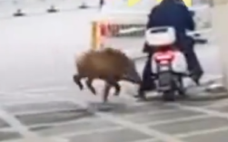 江苏台报道野猪冲进江苏电视台！