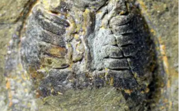 一种4.36亿年前的鱼 命名献给“杂交水稻之父”袁隆平！