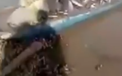 女子为祈福放生2.5万斤外来鲇鱼 法院判了！