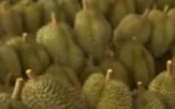 榴莲价格暴跌50%销售火爆 有人买了50箱!