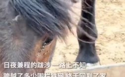 蒙古马被卖后独自跋涉300里跑回家 眼角竟然流出了眼泪！