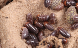 把潮虫当宠物养 367只“异宠”鼠妇非法入境!