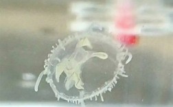 太罕见！武汉中心城区突然出现上千只桃花水母 比恐龙还“老”2.2亿年！