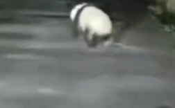 男子遇夜跑大熊猫一开始以为是猪 跑起来憨憨的！