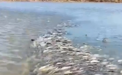赤峰达里湖百万华子鱼逆流而行 场面壮观！