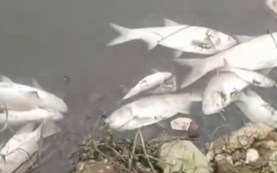环境局回应东莞一河流突现大片死鱼 具体怎么回事？