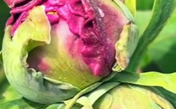 菏泽牡丹园200余年牡丹古树现“双生花”！