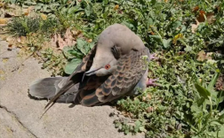 快逃！路边遇到这种诡异姿势的鸟赶紧远离：不要好奇近前!