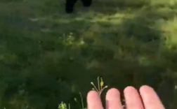 女子在动物园被大猩猩反向投喂 网友惊呆了！