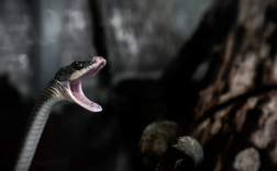 老人被咬后手提2条眼镜蛇进急诊：非常生气当场将蛇打死！