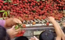 湖南一学校买1万多公斤荔枝给师生 发放了3天！