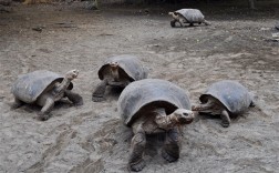 美国100岁珍稀巨龟夫妇“老来得子”：打破动物园150多年历史！