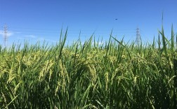 我国将“稻米造血”变成现实！有望解决人血清白蛋白供应不足！