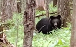 吉林一村民偶遇黑熊向其吹口哨打招呼 文旅局：属景点未开发区域！