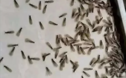 女子吃30只飞蚂蚁后剧烈腹痛：确诊高蛋白过敏!