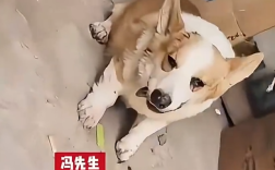 柯基为争夺母狗与其他狗打架 输了气绝身亡！