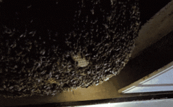 天花板藏40厘米巨大蜂窝 租客刚入住就被蛰！