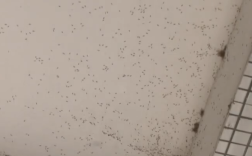 广州一条村被大量巨型蚊包围 相关部门：雨水较多所导致！