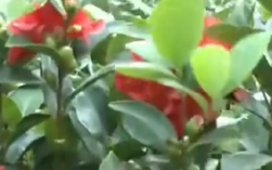 店家售卖两株茶花被告侵权索赔5万 商家：不知道花还有专利！