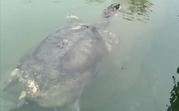 被称最孤独动物！全球仅剩2只雄斑鳖：一只在中国!