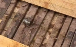 赶紧自查！女子劈开用了几年的菜板：全都发霉变质！