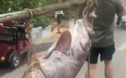 渔民抓160斤巨型石斑鱼 多人拖上岸 两名成年人合力抬着去过秤！