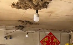 一商店20多年共来了42窝燕子筑巢 每天关门前回来！