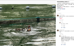 34岁男子用弹弓射杀西湖鸳鸯还欲捕捞 官方通报：严惩！