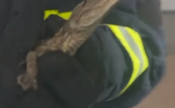 女子报警有蛇“好大的一个” 消防员到场抓获一条鳄鱼！