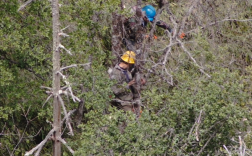 被伐木工电锯声激怒 几百斤母熊带两崽围困4人3小时！