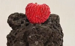 海口单颗荔枝王拍卖出6.8万元高价 重达87.68克！