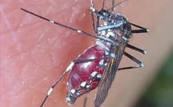 迄今最清晰蚊子吸血全过程被拍下 网友：怎么忍住不拍死它！