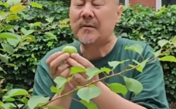 腾格尔连续五年挑战自家酸杏 发布魔性新歌《咱家的杏》！