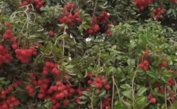 是穿越千年的味道！90后小伙拍下1300年荔枝树采摘权