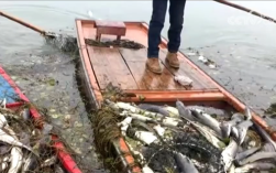 女子为祈福放生2.5万斤外来鲇鱼：被判赔偿5.8万！