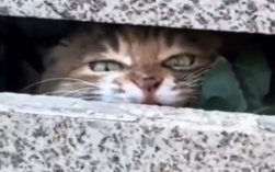 女生想收养流浪猫遭猫妈“吐口水” 网友:应该先说服家长！