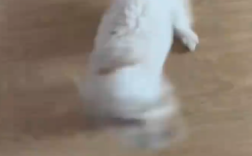 狗狗看到主人回家兴奋成陀螺 网友普：快抱起来吧，一会儿飞走了！